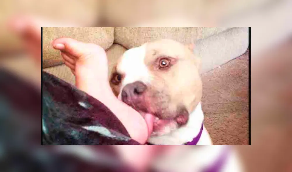 Conoce por qué los perros lamen los pies de sus dueños' [FOTOS]