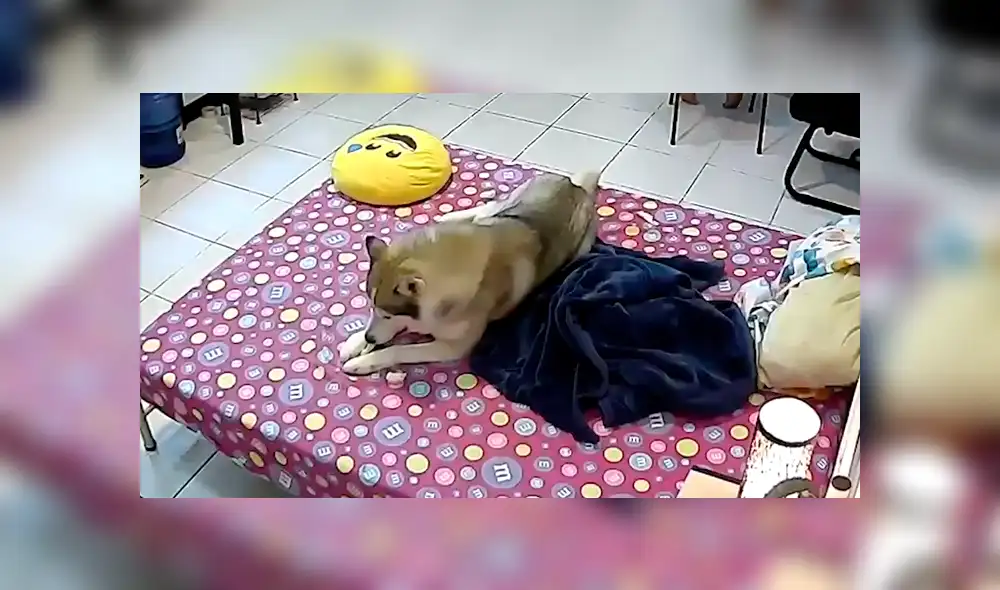 Los animales pueden sufrir traumas a causa de un movimiento sísmico. Foto: Viral Press Los animales pueden sufrir traumas a causa de un movimiento sísmico. Foto: Viral Press