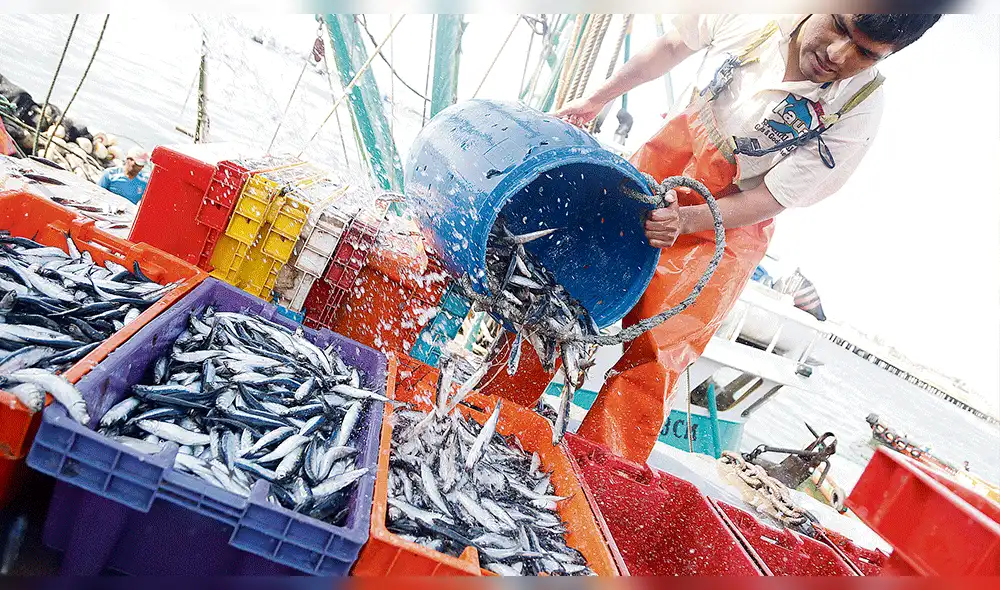 Produce suspende pesca de la anchoveta por diez días 