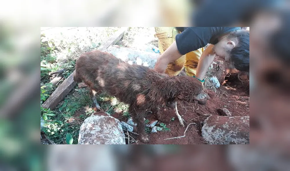 Bomberos lograron rescatar al can con vida.