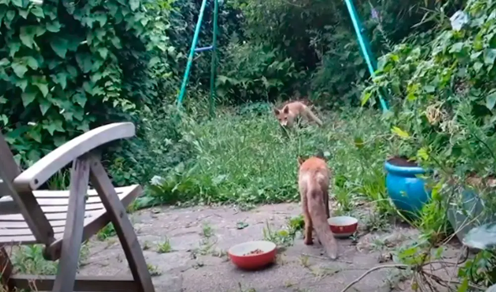 Desliza las imágenes para apreciar el tierno gesto de un hombre al cuidar y proteger a unos zorros que invadieron su casa. Foto: Caters Clips