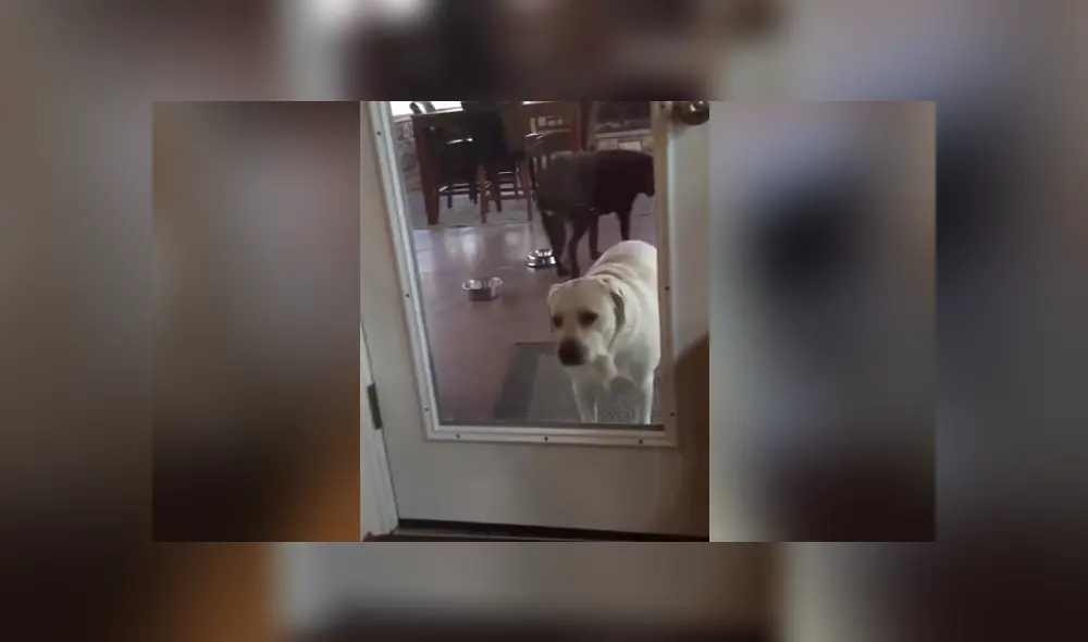 A través de YouTube se hizo viral la insólita ocurrencia de un perro celoso. A través de YouTube se hizo viral la insólita ocurrencia de un perro celoso.