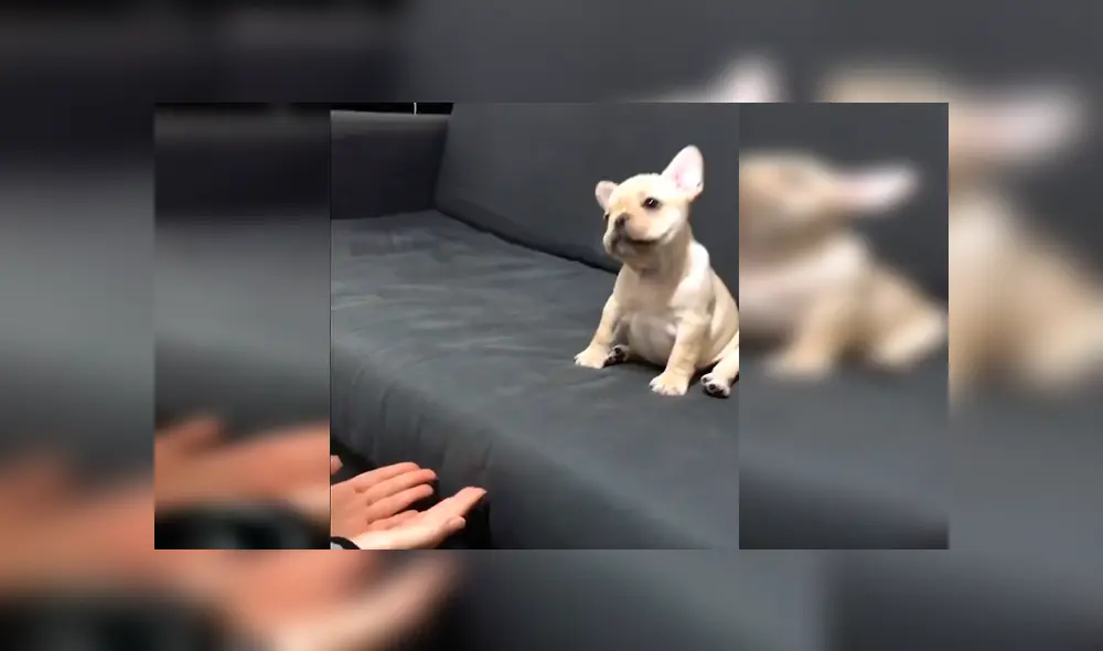 En YouTube, una chica ayudó a su adorado cachorro a que supere su fobia a las alturas con un gran salto. En YouTube, una chica ayudó a su adorado cachorro a que supere su fobia a las alturas con un gran salto.