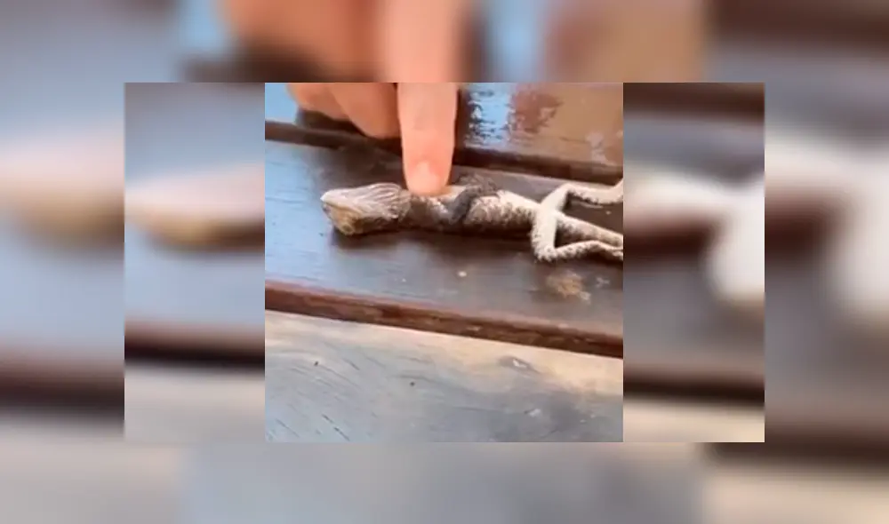 Video es viral en YouTube. El lagarto se había ahogado en una piscina y el bombero uso el famoso procedimiento de primeros auxilios para salvarle la vida