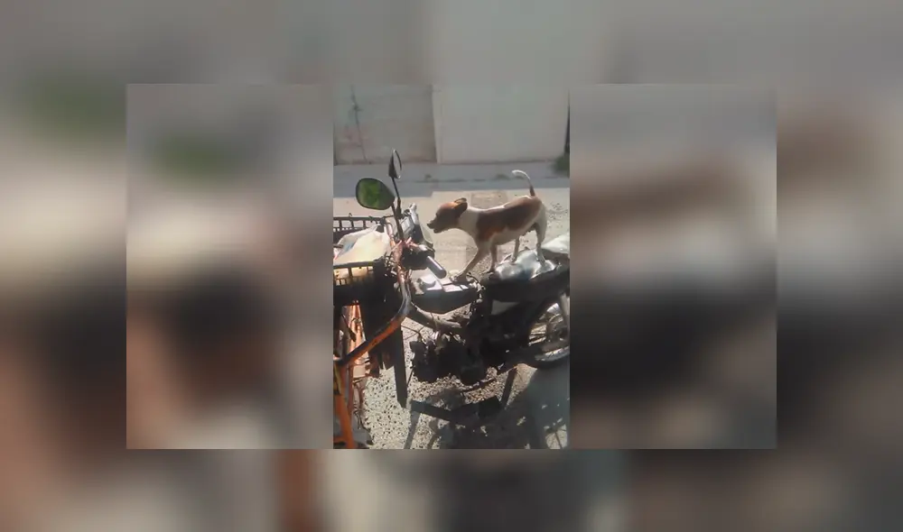 Desliza las imágenes para apreciar el tierno comportamiento de un perro para estar con su dueño en el trabajo. Fotocaptura: Facebook.