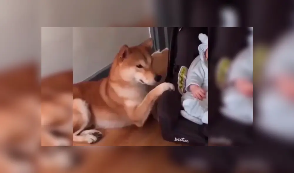 Mamá dejó prendida la cámara de su celular y cuando revisó las imágenes se llevó una gran sorpresa al ver singular episodio entre su bebé y su mascota. Video es viral en Facebook Mamá dejó prendida la cámara de su celular y cuando revisó las imágenes se llevó una gran sorpresa al ver singular episodio entre su bebé y su mascota. Video es viral en Facebook