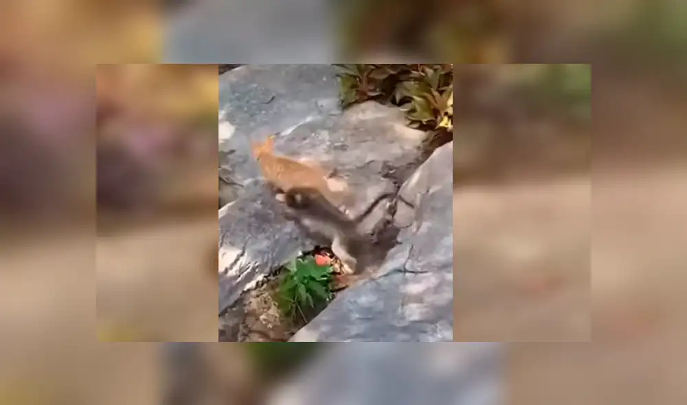 En Facebook, un chico estaba preocupado al no encontrar a su gato y se llevó tremenda sorpresa. En Facebook, un chico estaba preocupado al no encontrar a su gato y se llevó tremenda sorpresa.