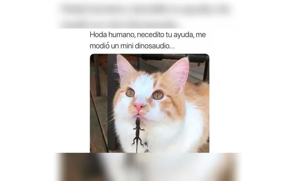 Los memes por el Día Internacional del Gato. Los memes por el Día Internacional del Gato.