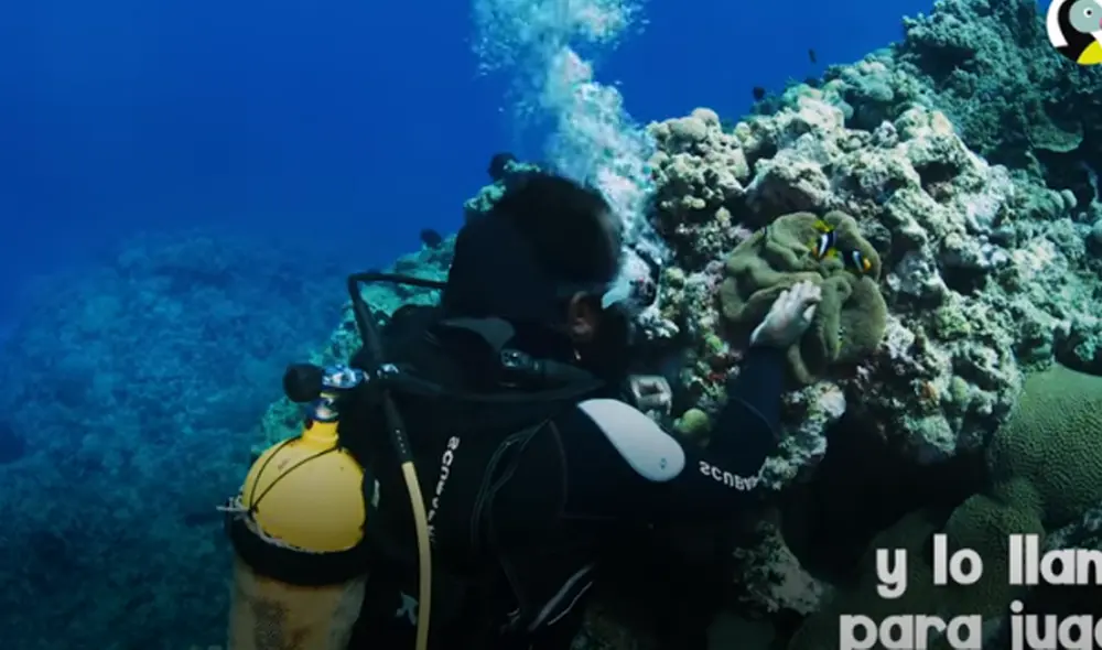 Desliza hacia la izquierda para ver las imágenes del video viral. Foto: captura de YouTube.