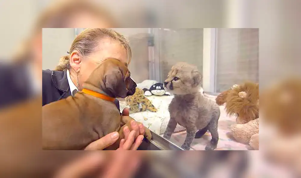 Facebook viral: tierna historia de la amistad entre perro y guepardo emociona a miles de usuarios