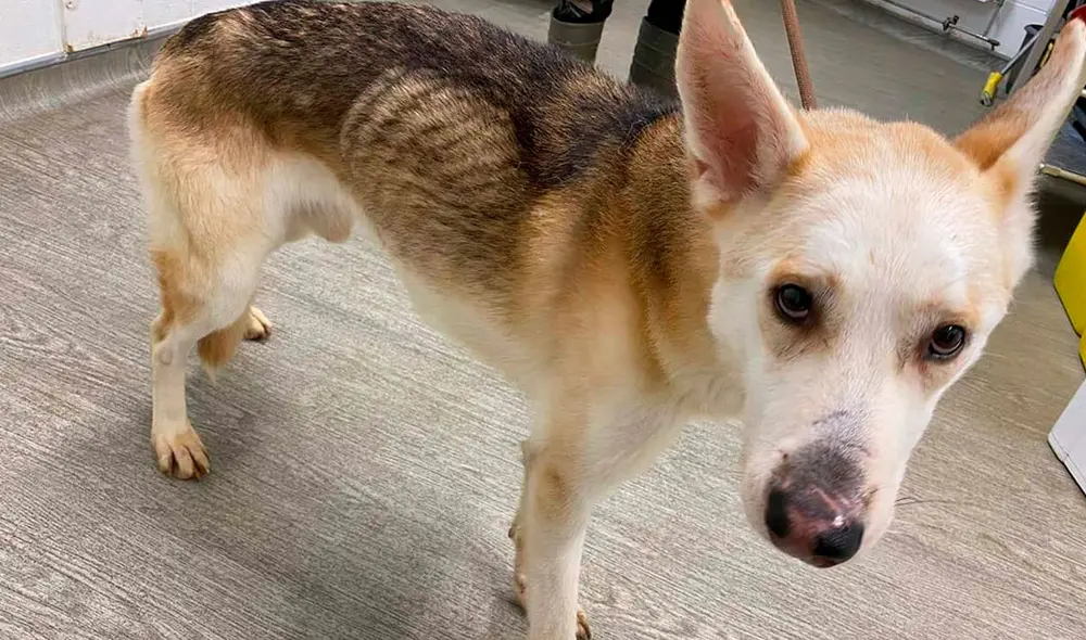 Desliza las imágenes para conocer la conmovedora historia un perro que se reunió con su familia después de 8 años. Foto: Facebook