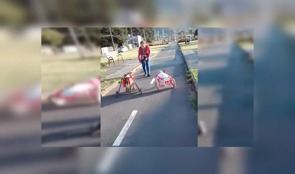 Video es viral en Facebook. Dueña de los canes los sacó de paseo y no dudó en grabar la conmovedora escena para compartirla en redes sociales