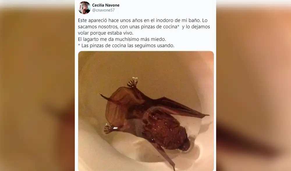 La publicación motivó a otros usuarios a compartir los animales que habían encontrado en sus baños. Foto: @cnavone57/ Twitter La publicación motivó a otros usuarios a compartir los animales que habían encontrado en sus baños. Foto: @cnavone57/ Twitter