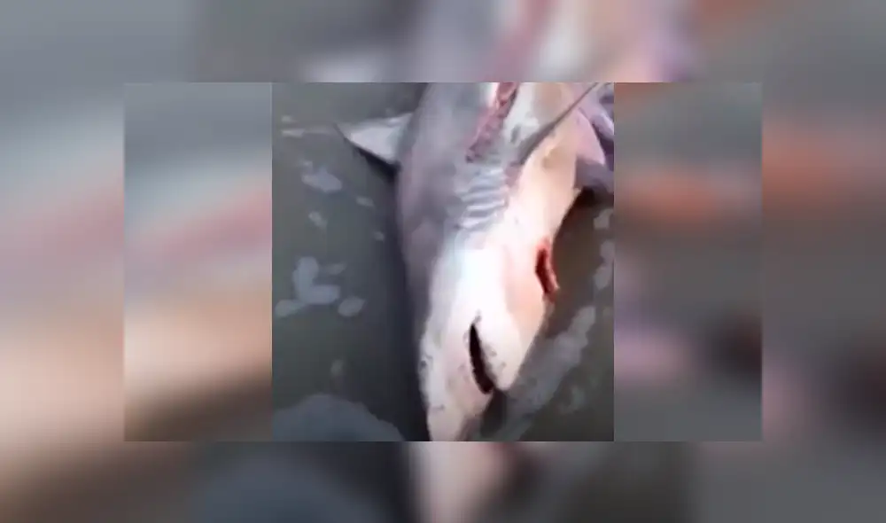 YouTube viral: Abren estómago de tiburón muerto y descubren criaturas vivas [VIDEO] 