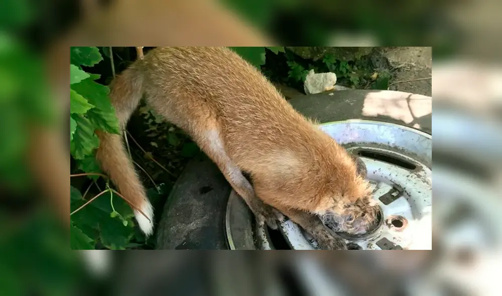 Desliza la imagen compartida en Facebook para ver todas las fotos.