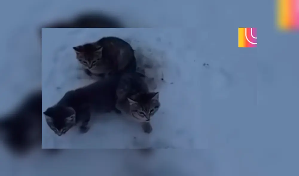 El canadiense Kendall Diwisch rescató a los gatos que fueron abandonados en el hielo.