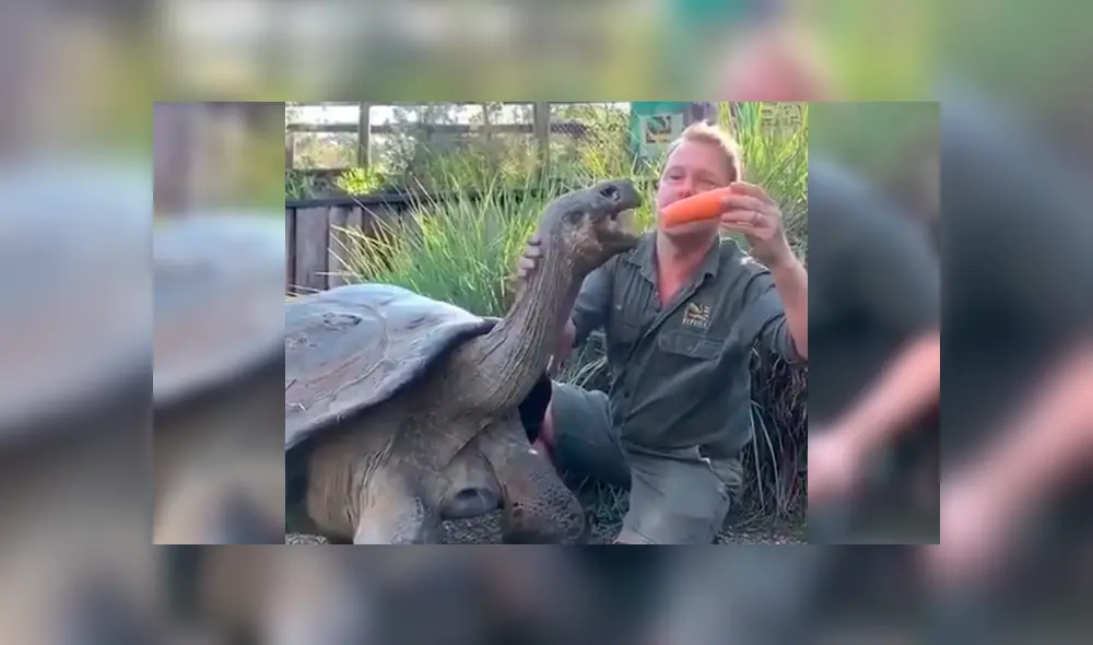 Turistas graban gigantesca tortuga junto a su cuidador.