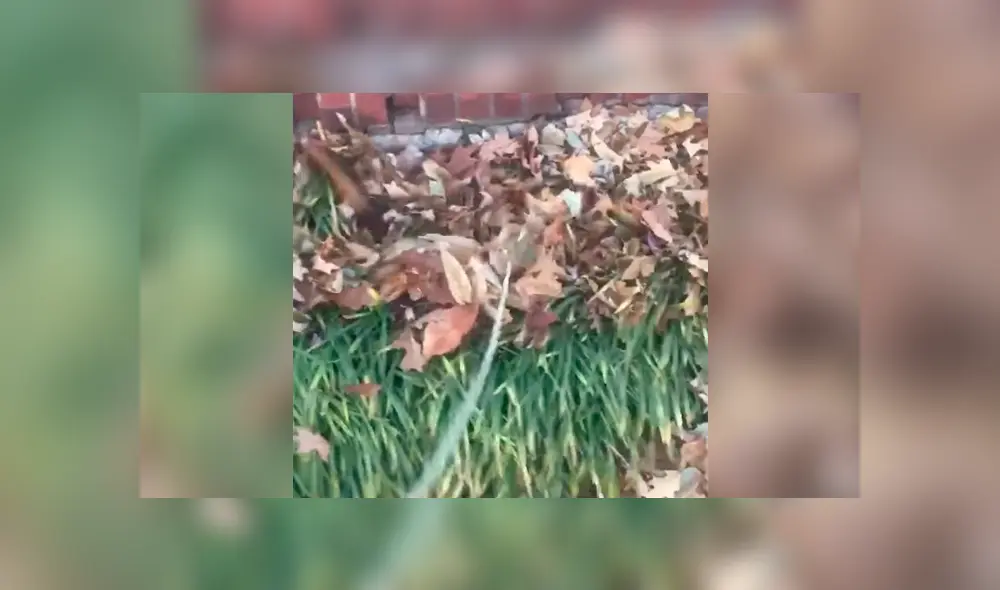 Facebook viral: perro travieso imita a tiburón para darle un gran susto a su dueña [VIDEO] 