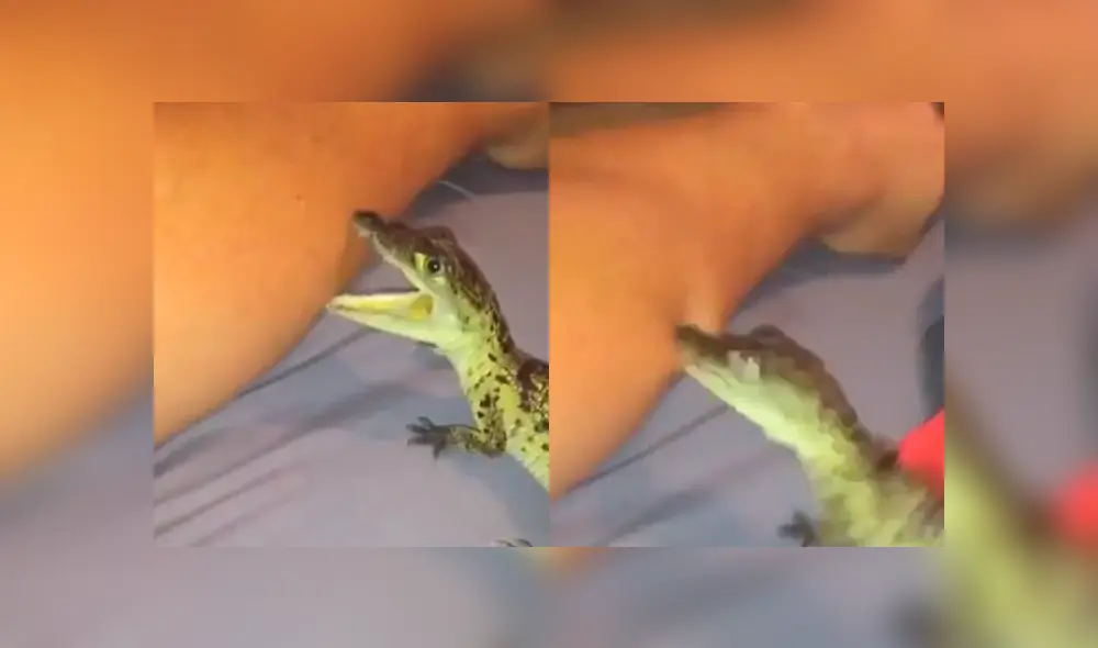 El chico dejó que el reptil lo muerda en el brazo. Foto: captura El chico dejó que el reptil lo muerda en el brazo. Foto: captura