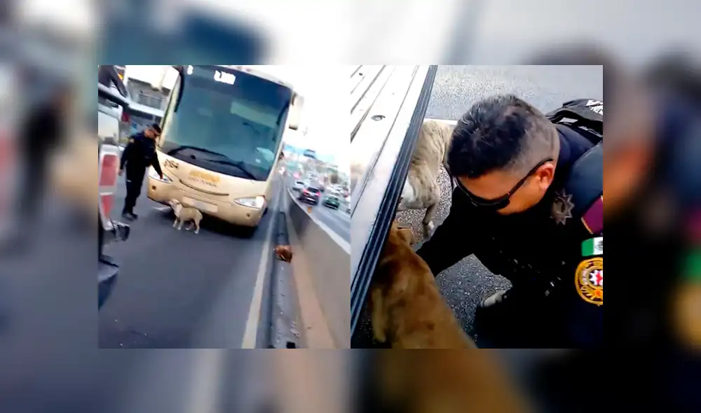 Facebook: Policía encuentra a perros asustados en plena pista, para su auto y decide salvarlos Facebook: Policía encuentra a perros asustados en plena pista, para su auto y decide salvarlos
