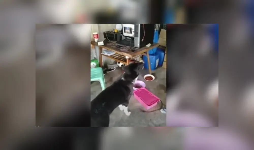 Video es viral en TikTok. El can escuchó el karaoke de la canción y se levantó de su siesta para acompañar la melodía con singulares aullidos. Fotocaptura: YouTube Video es viral en TikTok. El can escuchó el karaoke de la canción y se levantó de su siesta para acompañar la melodía con singulares aullidos. Fotocaptura: YouTube