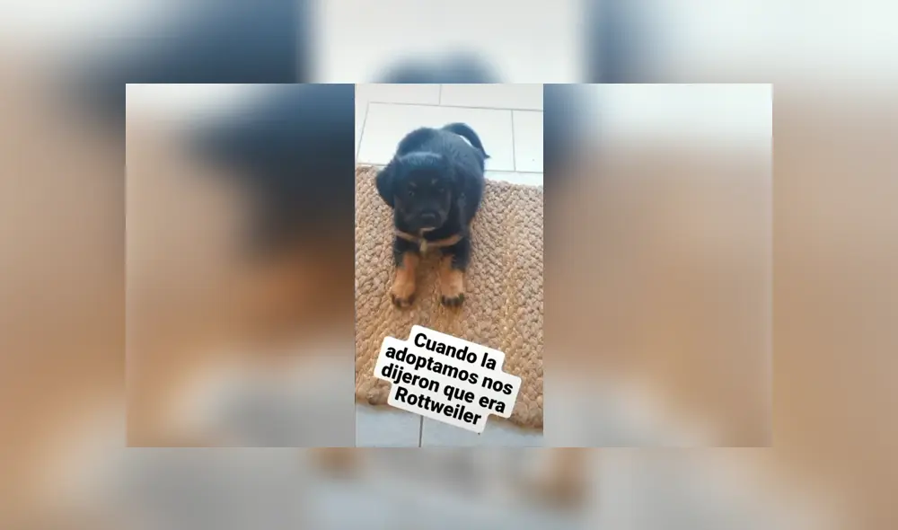 Desliza las imágenes para conocer la verdadera raza de un perro que supuestamente era un rottweiler. Desliza las imágenes para conocer la verdadera raza de un perro que supuestamente era un rottweiler.