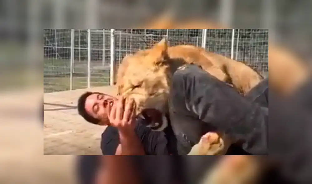 Facebook viral: visitante de zoológico arroja piedra a leona y ella reacciona así [VIDEO]