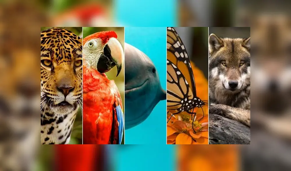 Unas 28 000 especies se hallan en peligro de extinción, según la UICN. Foto: Composición Unas 28 000 especies se hallan en peligro de extinción, según la UICN. Foto: Composición