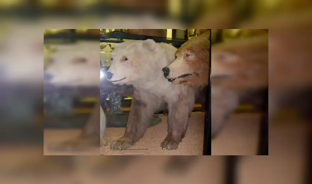 Desliza para ver fotos del oso grolar que sorprendió a todos en Facebook. Foto: Captura.