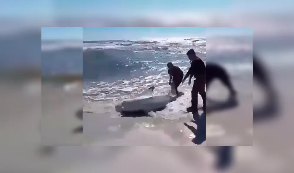 En YouTube, unos valientes hombres no dudaron en brindar ayuda a un peligroso tiburón para que regrese al mar. En YouTube, unos valientes hombres no dudaron en brindar ayuda a un peligroso tiburón para que regrese al mar.