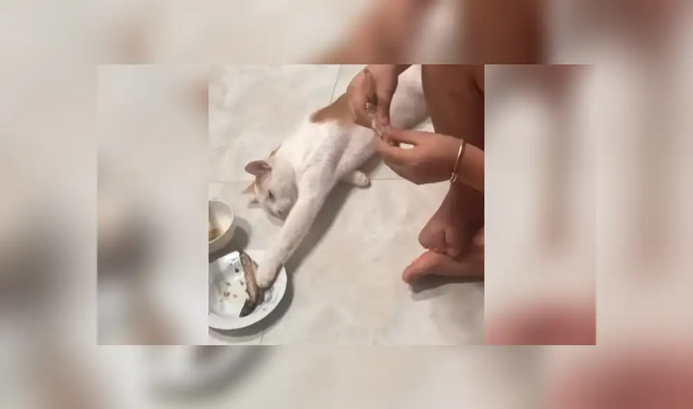 El felino aprovechó una distracción de su dueña para quitarle su pescado. Foto: captura El felino aprovechó una distracción de su dueña para quitarle su pescado. Foto: captura