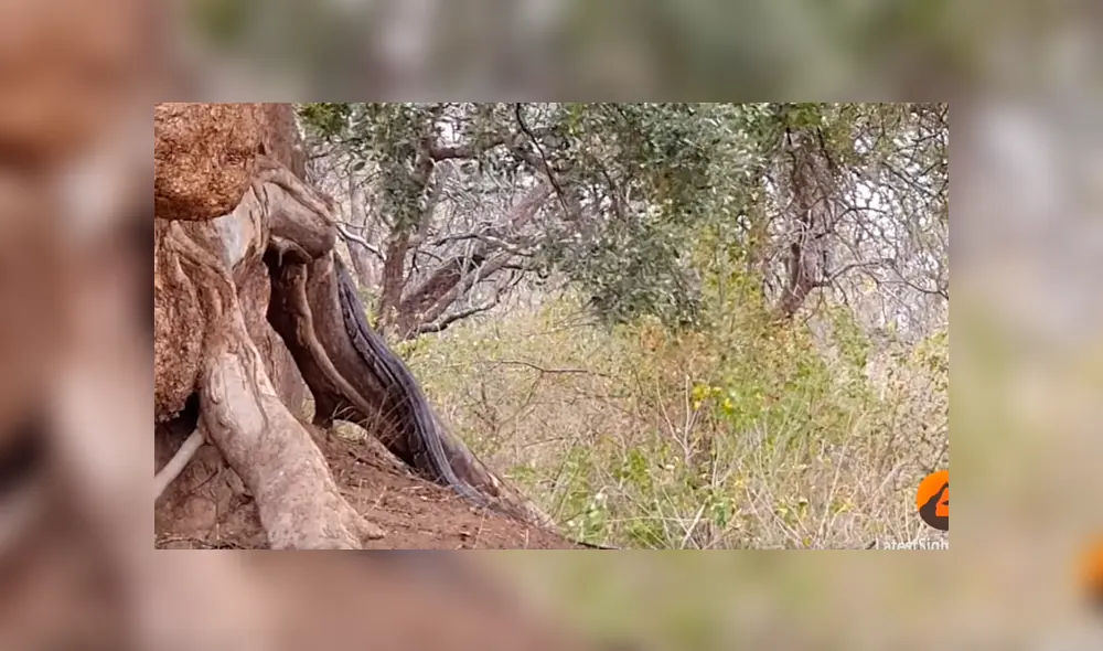 Un turista grabó en un video viral de Facebook el instante en que un pequeño ciervo se salvó de morir en las madíbulas de una poderosa pitón, que lo acechaba desde un árbol.
