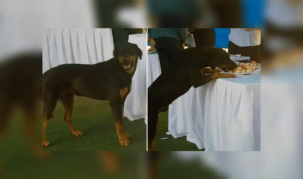 Facebook viral: Perro es protagonista del 'viral del día' al llevarse bocaditos de una boda en Chile [VIDEO]