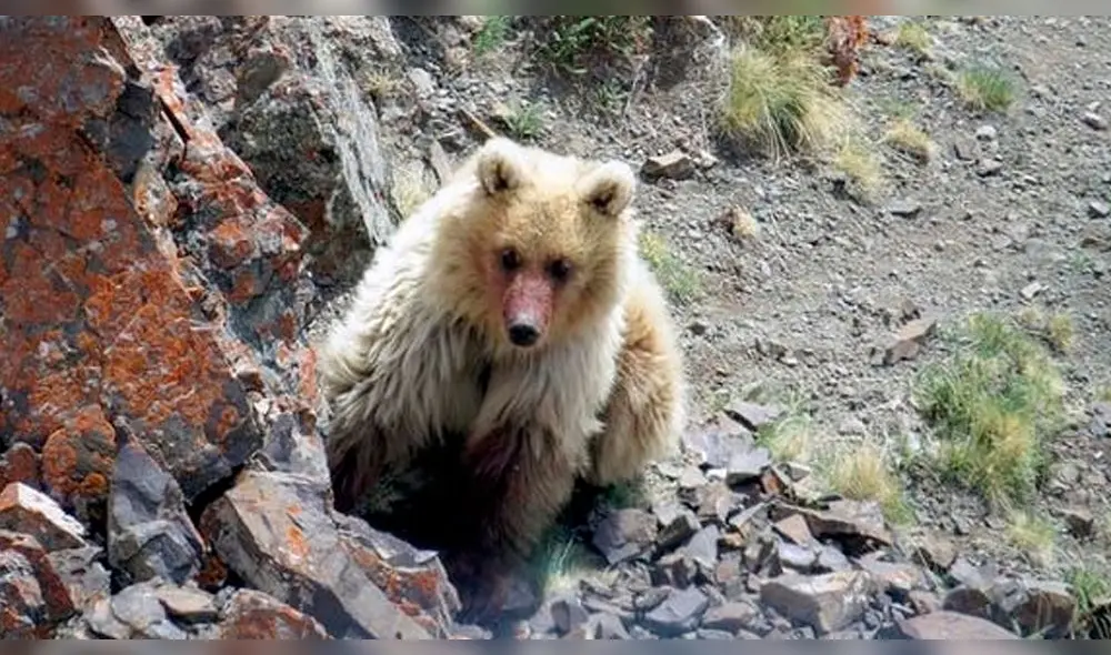 Aparece oso considerado especie en extinción desde el siglo pasado [FOTOS]