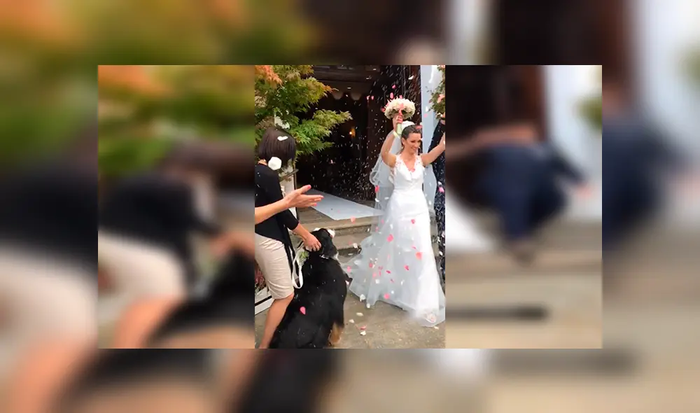 En YouTube, un perro felicitó con un amoroso abrazo a sus dueños en el día de su matrimonio. En YouTube, un perro felicitó con un amoroso abrazo a sus dueños en el día de su matrimonio.