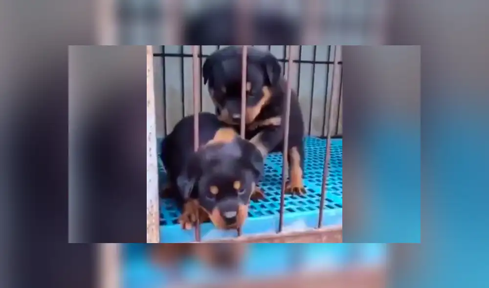 El pequeño rottweiler lloraba de nerviosismo por haber quedado atrapado. Foto: captura