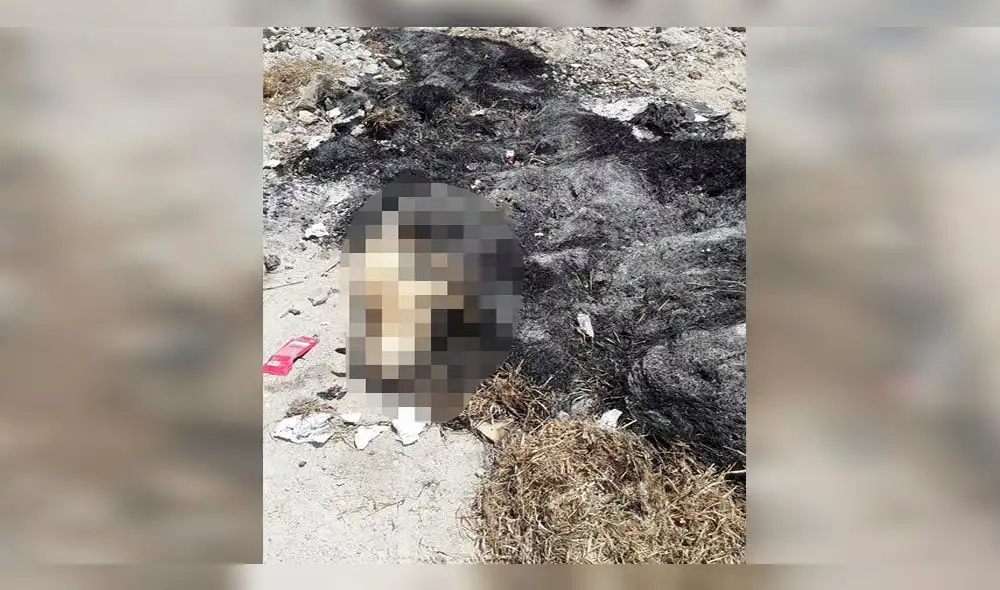 Facebook: Difunden fotos de perros callejeros que habrían sido calcinados en Moquegua  