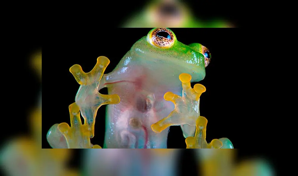 Hallan “rana de cristal” que se creyó extinta desde hace dos décadas [VIDEO]