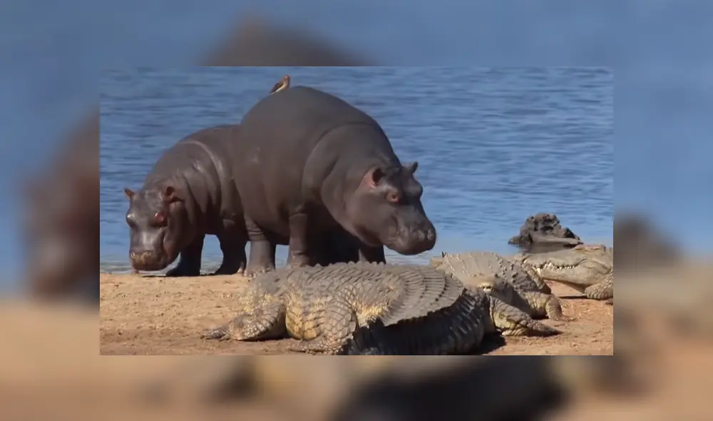Mira la secuencia de las imágenes difundidas en Facebook y YouTube. Foto: Kruger National Park
