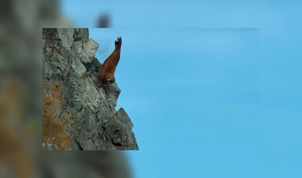 YouTube viral: enormes morsas se lanzan de acantilado y mueren por el calentamiento global [VIDEO]