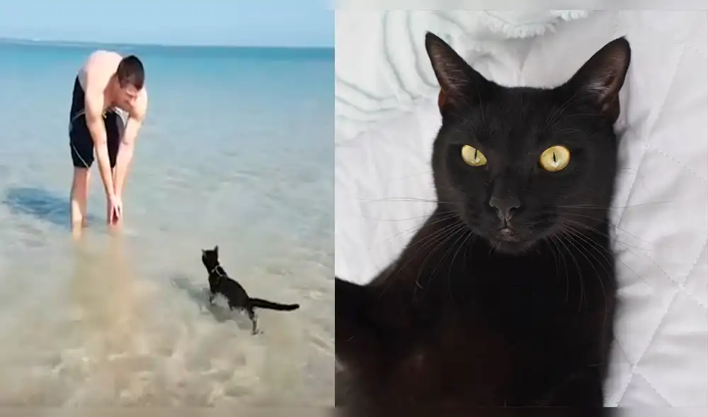 Facebook: ¡Increíble! Así reaccionó un gato cuando su dueño lo metió al mar