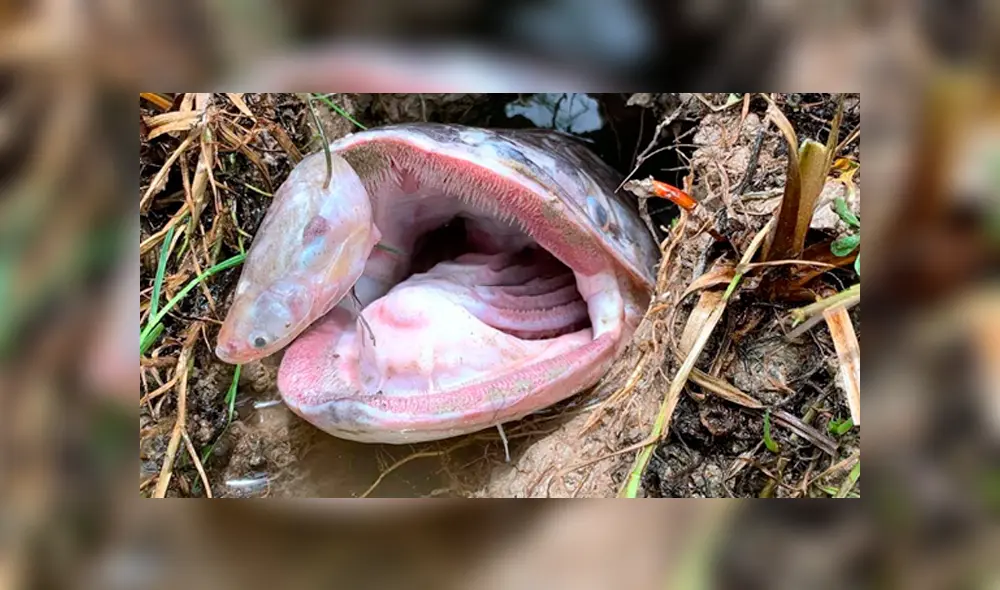 Colocan carnada en misterioso hueco para atraer a terrorífico pez, pero sucede lo peor. Colocan carnada en misterioso hueco para atraer a terrorífico pez, pero sucede lo peor.
