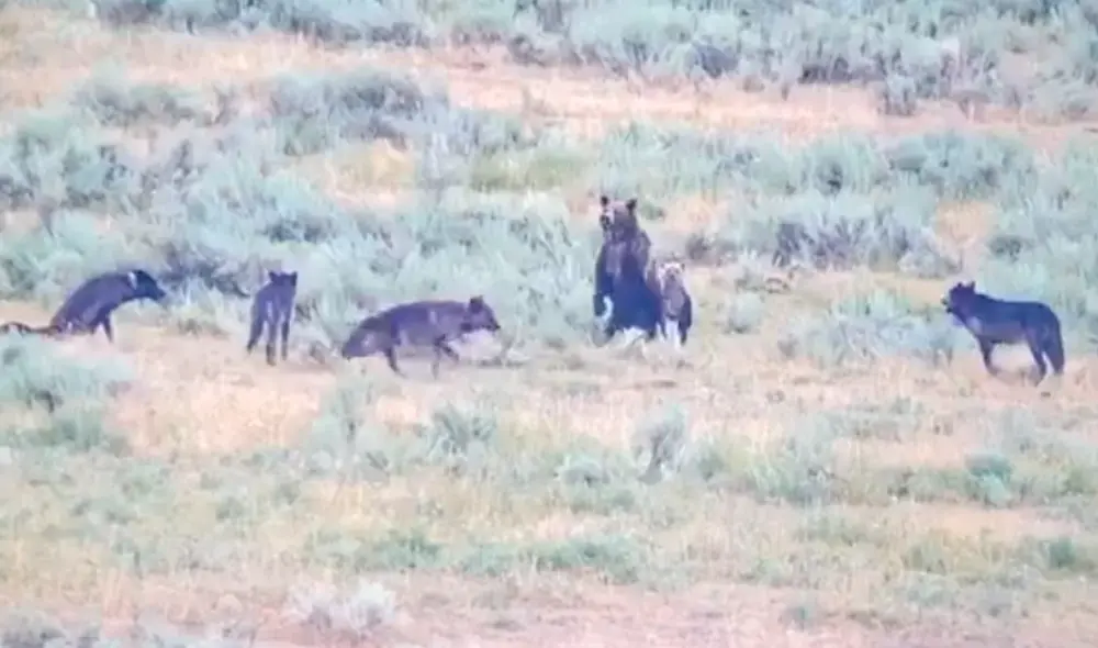 Los oseznos también se pararon sobre sus dos patas tratando de imponerse ante los lobos. Foto: Wolf Tracker / Facebook