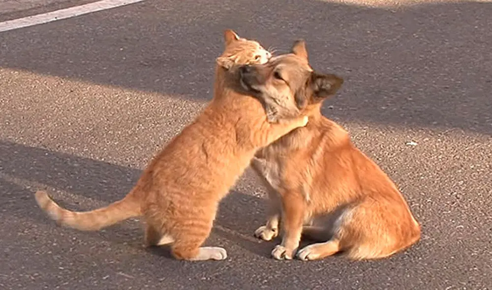 Desliza las imágenes para conocer la conmovedora historia de amistad entre un gato y una perrita. Foto: captura de YouTube Desliza las imágenes para conocer la conmovedora historia de amistad entre un gato y una perrita. Foto: captura de YouTube