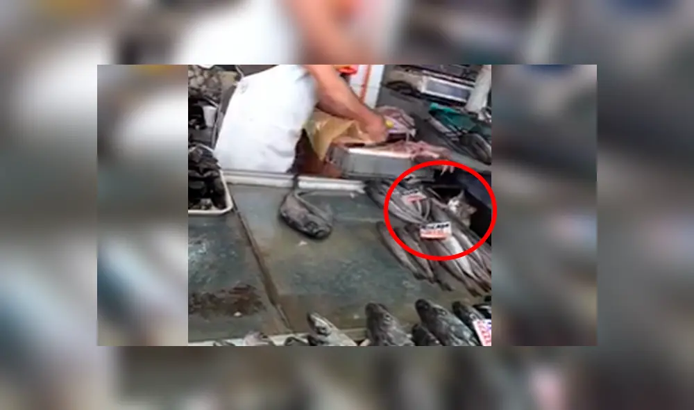 Desliza las imágenes para ver cómo el pequeño gato bebé robó un poco de pescado a un vendedor de México. Foto: Captura/facebook Desliza las imágenes para ver cómo el pequeño gato bebé robó un poco de pescado a un vendedor de México. Foto: Captura/facebook