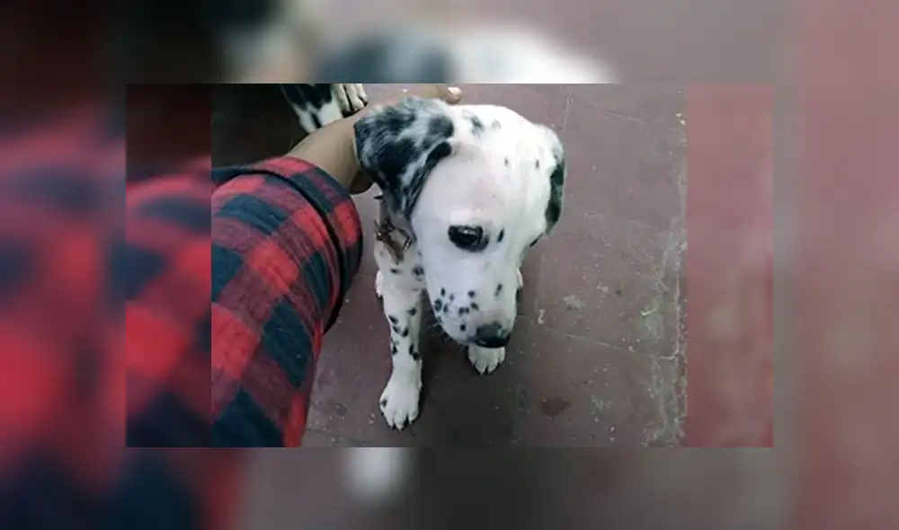 Carabayllo: ofrecen 500 soles de recompensa por Dálmata extraviada