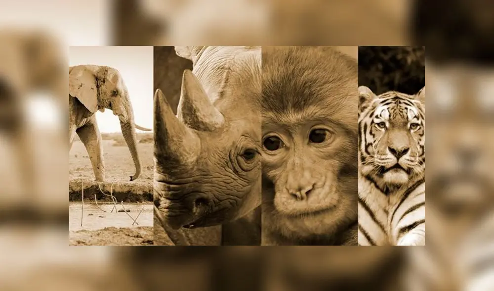 Día Mundial de los Animales: un millón de especies en vías de extinción Día Mundial de los Animales: un millón de especies en vías de extinción