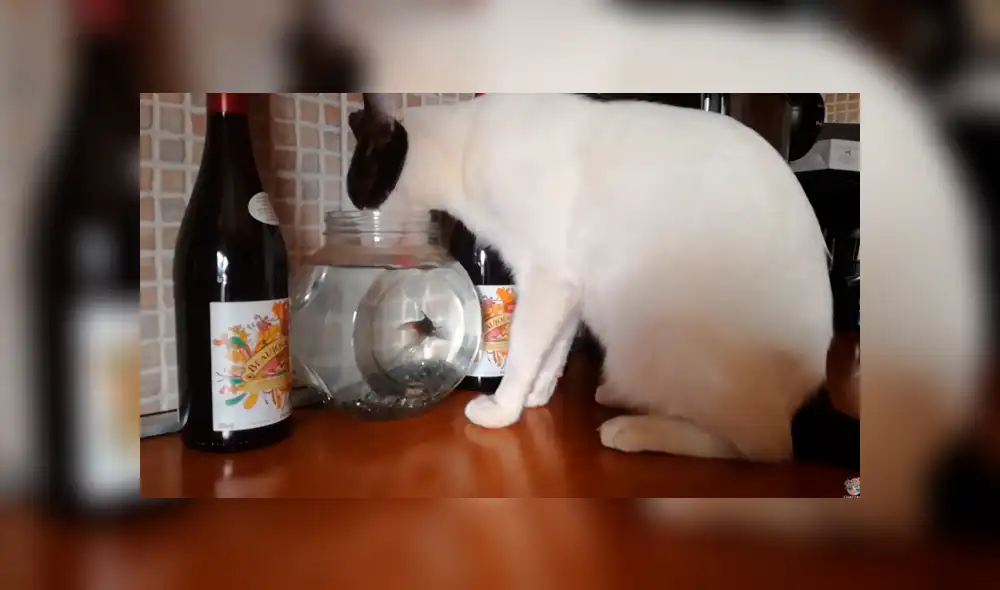 Desliza las imágenes para ver la singular escena en la que fue captado este travieso gato. Fotocapturas: ViralHog/YT