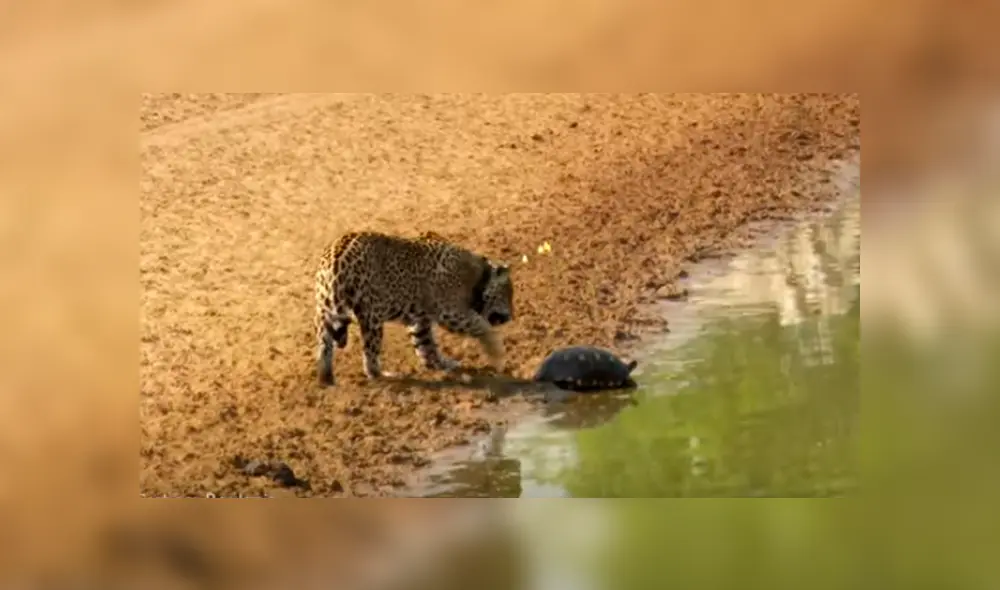 El hambriento felino sorprendió repentinamente a la tortuga y esta no tuvo más escapatoria que usar una peculiar táctica para protegerse del feroz animal El hambriento felino sorprendió repentinamente a la tortuga y esta no tuvo más escapatoria que usar una peculiar táctica para protegerse del feroz animal