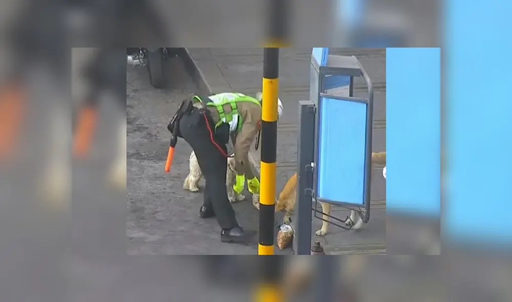 PNP-Perritos PNP-Perritos